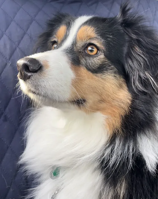 Bethel Animal Hospital 12
