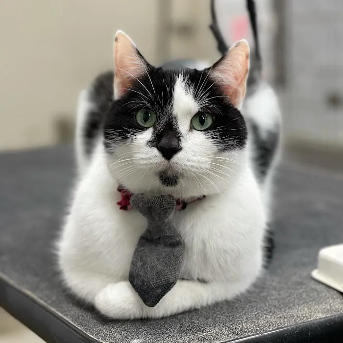 North Kenny Veterinary Hospital 12