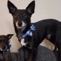 ValuVet Wellness - Graceland ico