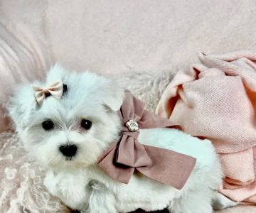 Dog Boutique Store