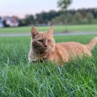 Linworth Animal Hospital ico