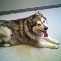 Suburban Animal Clinic ico