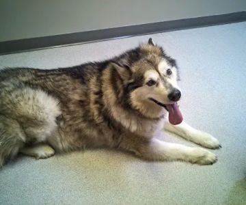 Suburban Animal Clinic