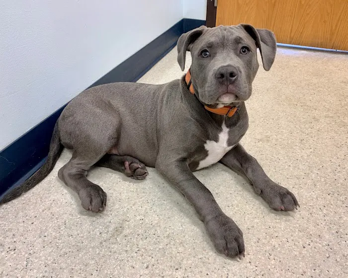 Healthy Pets of Westgate 12