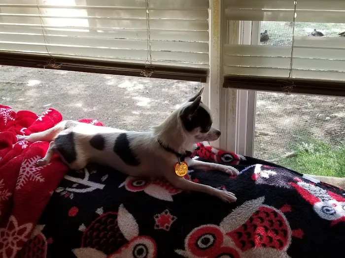 Healthy Pets of Westgate 12