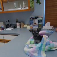 Healthy Pets of Westgate ico