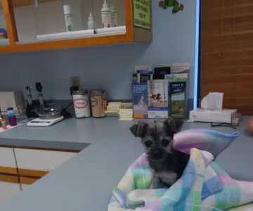 Healthy Pets of Westgate