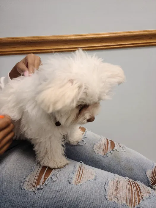 Healthy Pets of Westgate 12