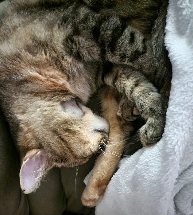 Healthy Pets of Westgate 12