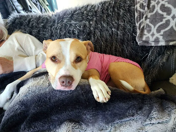 Healthy Pets of Westgate 12
