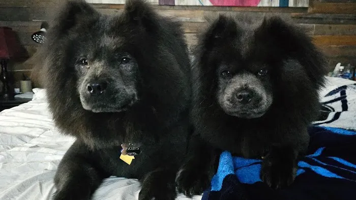 Healthy Pets of Westgate 12