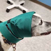 Medvet Vet Hospital ico