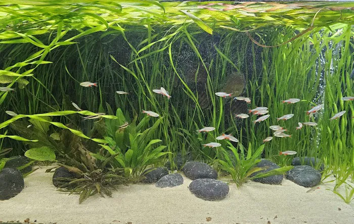 Shop Market Aquariums 12