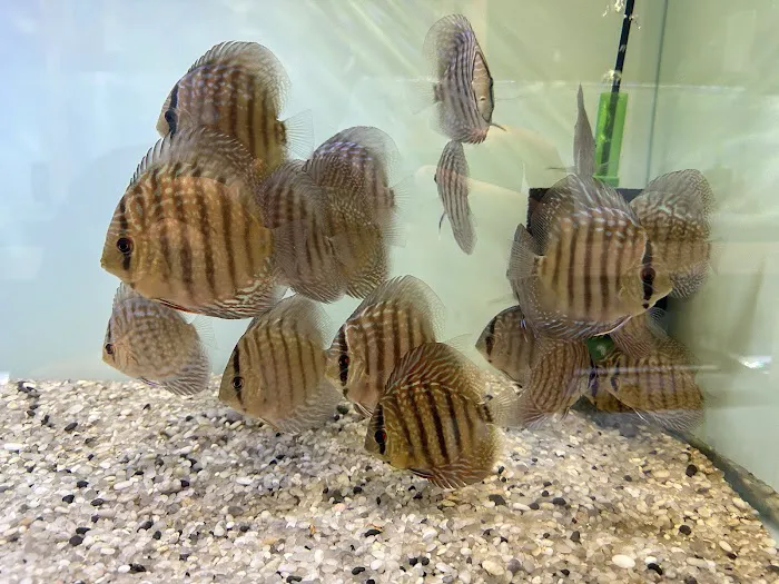 Shop Market Aquariums 12