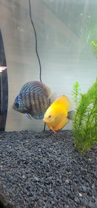 Shop Market Aquariums 12