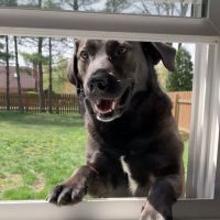 Banfield Pet Hospital ico