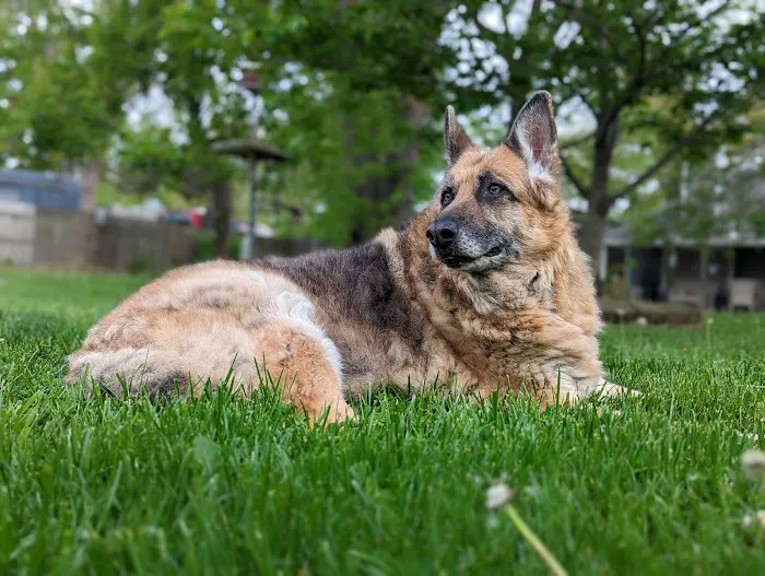 Westside Animal Clinic 12