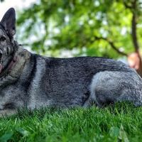 Westside Animal Clinic ico