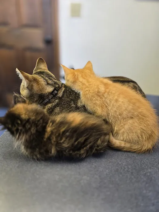 Village Animal Clinic LLC 12
