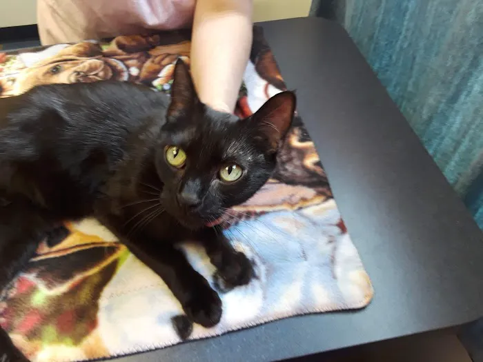 Village Animal Clinic LLC 12
