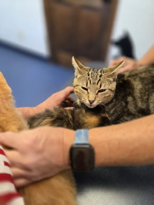 Village Animal Clinic LLC 12