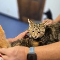 Village Animal Clinic LLC ico