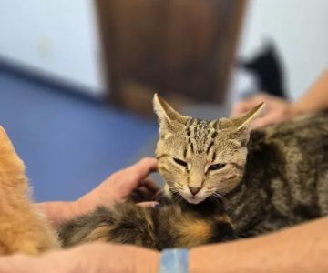 Village Animal Clinic LLC