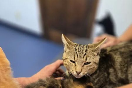 Village Animal Clinic LLC