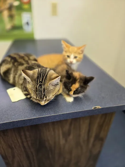 Village Animal Clinic LLC 12