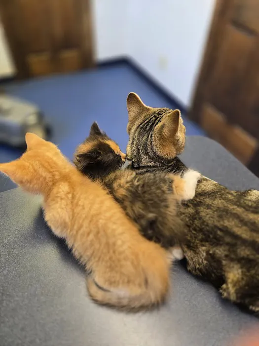 Village Animal Clinic LLC 12