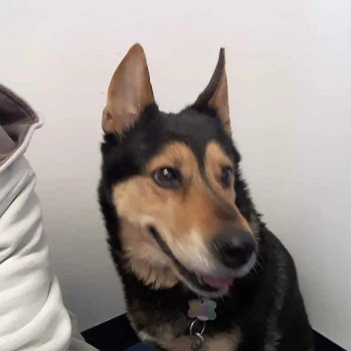 Village Animal Clinic LLC 12