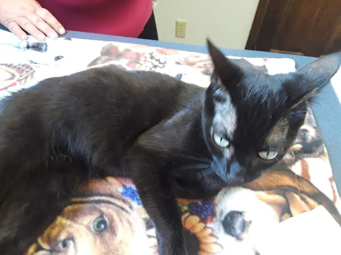 Village Animal Clinic LLC 12