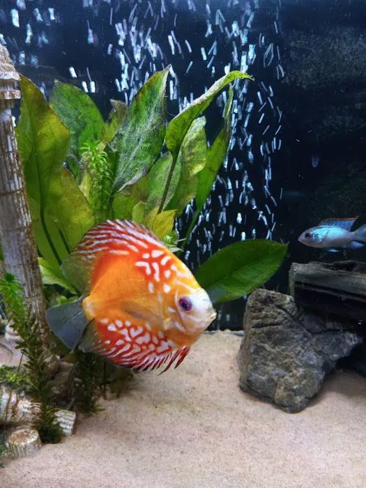 H2O Tropical Fish 12