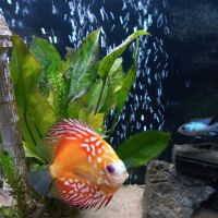 H2O Tropical Fish ico