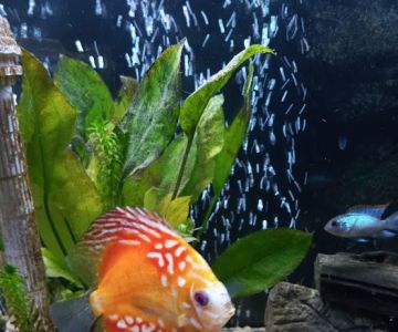 H2O Tropical Fish