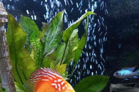 H2O Tropical Fish
