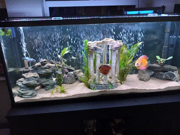 H2O Tropical Fish 12