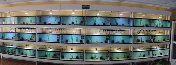 H2O Tropical Fish 12