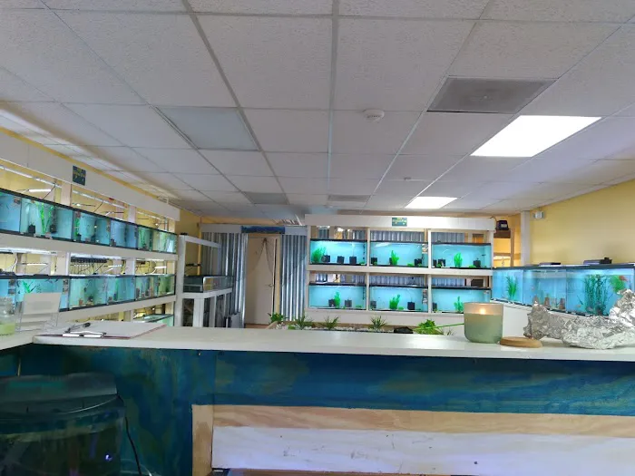 H2O Tropical Fish 12