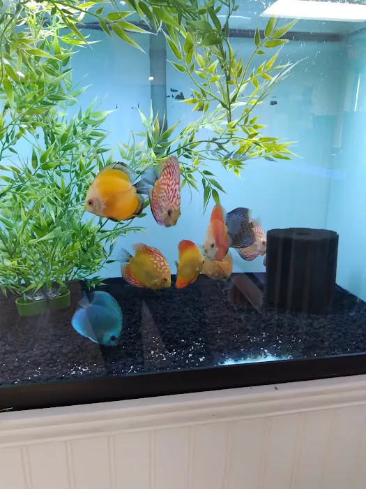 H2O Tropical Fish 12