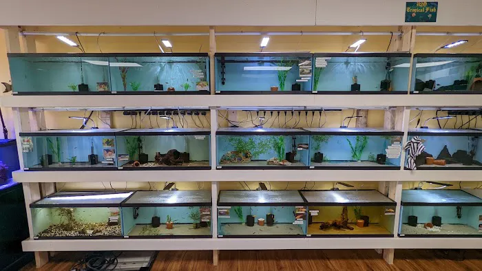H2O Tropical Fish 12