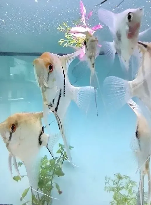 H2O Tropical Fish 12