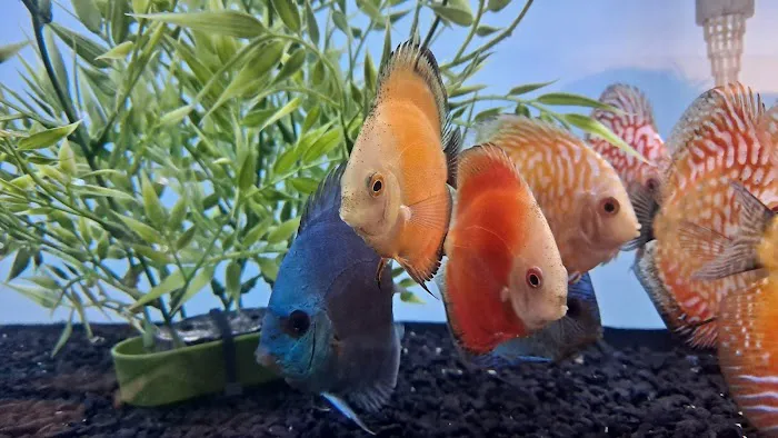H2O Tropical Fish 12