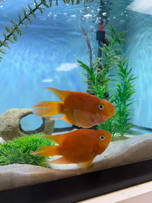 H2O Tropical Fish 12