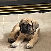 Healthy Pets of Rome Hilliard ico