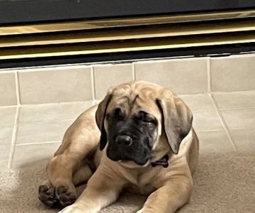Healthy Pets of Rome Hilliard