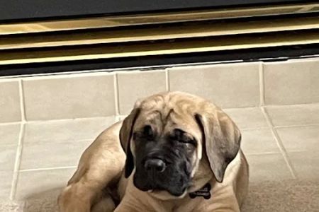 Healthy Pets of Rome Hilliard
