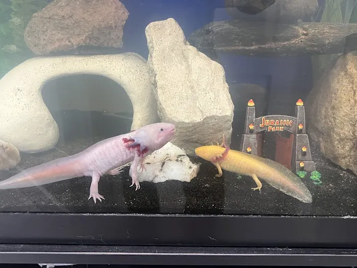 Seamless Axolotls 12