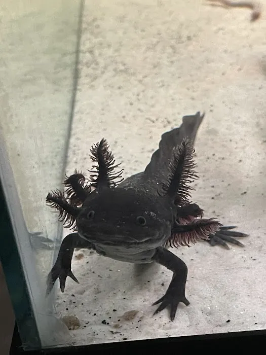 Seamless Axolotls 12