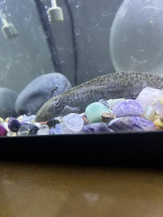 Seamless Axolotls 12